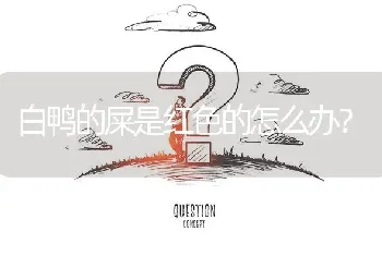 白鸭的屎是红色的怎么办?