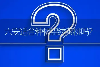 六安适合种植锦绣黄桃吗?