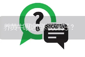 养黄牛喂啥饲料效果好?