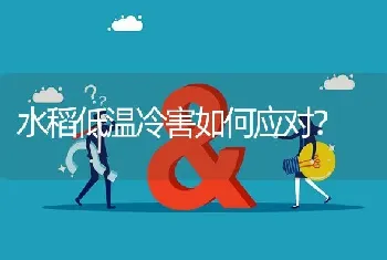 水稻低温冷害如何应对?