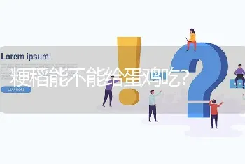 粳稻能不能给蛋鸡吃?