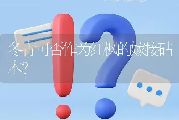 冬青可否作为红枫的嫁接砧木?