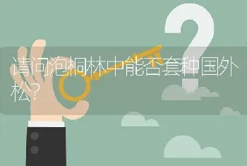 请问泡桐林中能否套种国外松?