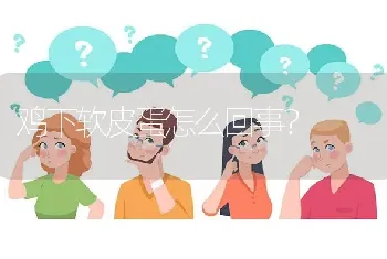 鸡下软皮蛋怎么回事?