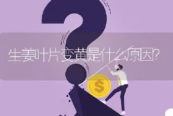 生姜叶片变黄是什么原因?