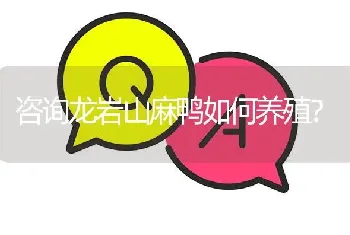 咨询龙岩山麻鸭如何养殖?