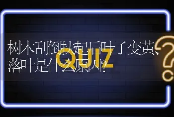 树木刮倒扶起后叶子变黄、落叶是什么原因?