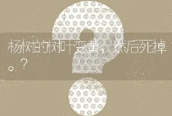 杨树的树叶变黄,然后死掉?