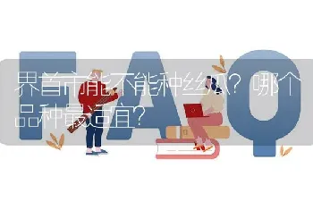 界首市能不能种丝瓜?哪个品种最适宜?