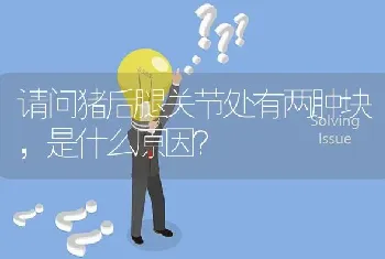 请问猪后腿关节处有两肿块,是什么原因?