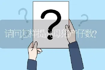 请问怎样提高母猪产仔数?