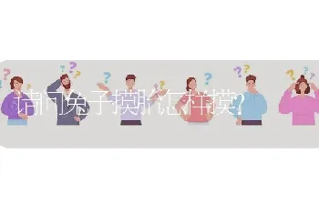 请问兔子摸胎怎样摸?