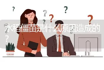 水稻僵苗是什么原因造成的?