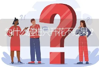 为什么碰柑只开花不结果?