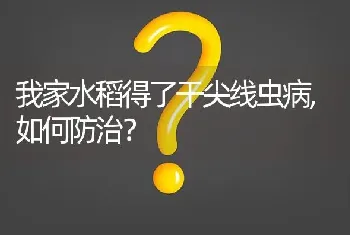 我家水稻得了干尖线虫病,如何防治?