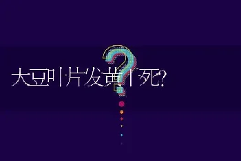 大豆叶片发黄干死?