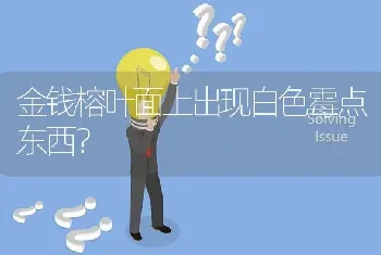 金钱榕叶面上出现白色霉点东西?