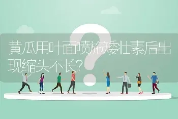 黄瓜用叶面喷施矮壮素后出现缩头不长?