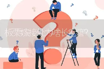 板栗嫁接处为啥长疙瘩?