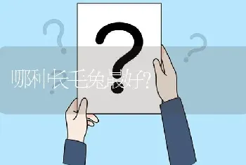 哪种长毛兔最好?