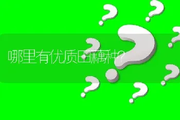 哪里有优质田藕种?