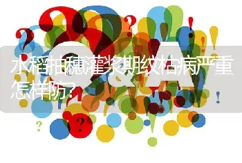 水稻抽穗灌浆期纹枯病严重怎样防?