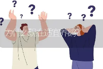 为什么现在适宜养鹅?