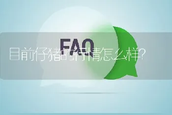 目前仔猪的行情怎么样?