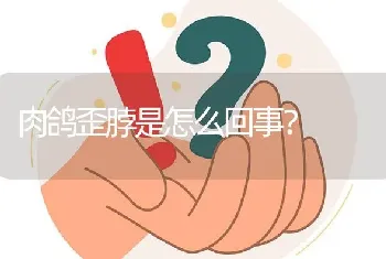 肉鸽歪脖是怎么回事?