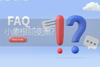 小麦根部变黑?