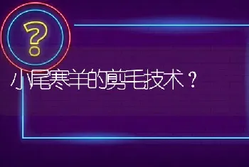 小尾寒羊的剪毛技术?