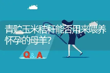 青贮玉米秸秆能否用来喂养怀孕的母羊?