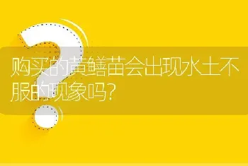 购买的黄鳝苗会出现水土不服的现象吗?