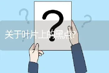 关于叶片上的黑点?