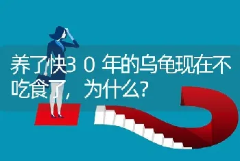 养了快30年的乌龟现在不吃食了,为什么?