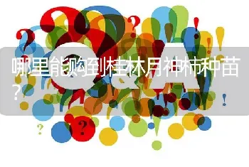 哪里能购到桂林月神柿种苗?