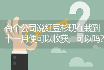 有个公司说红豆杉现在栽到十一月便可以收获,可以吗?