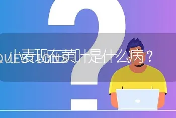 小麦现在黄叶是什么病?