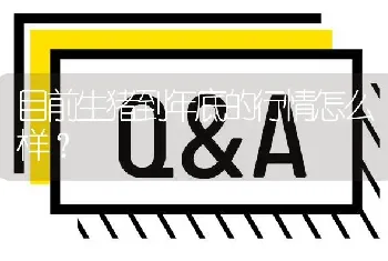 目前生猪到年底的行情怎么样?