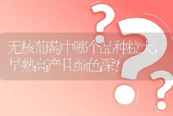 无核葡萄中哪个品种粒大,早熟高产且颜色深?