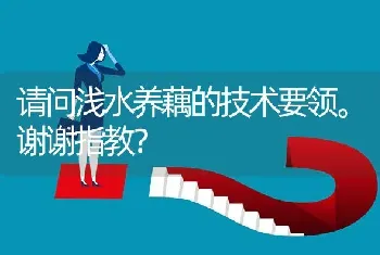 请问浅水养藕的技术要领。谢谢指教?