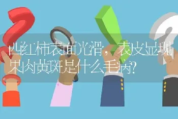 西红柿表面光滑,表皮显现果肉黄斑是什么毛病?