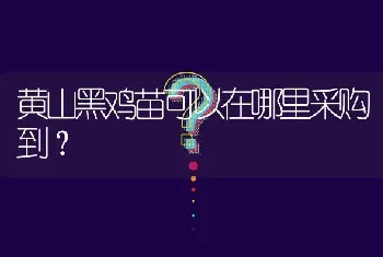 黄山黑鸡苗可以在哪里采购到?