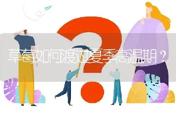 草莓如何渡过夏季高温期?