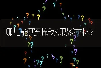 哪儿能买到新水果紫布林?