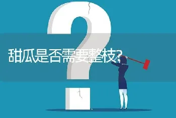 甜瓜是否需要整枝?