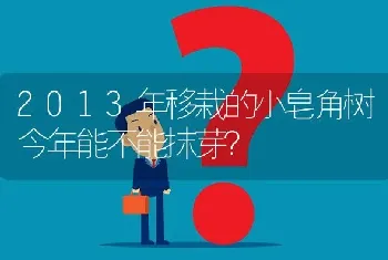 2013年移栽的小皂角树今年能不能抹芽?