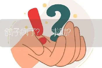 鸽子病了? 求助?