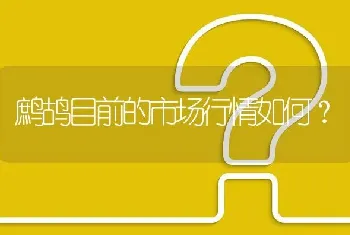 鹧鸪目前的市场行情如何?