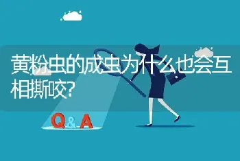 黄粉虫的成虫为什么也会互相撕咬?